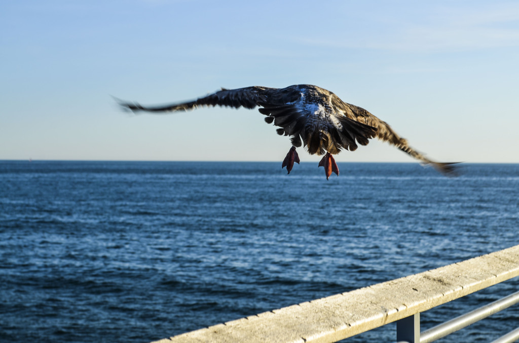 Seagull 