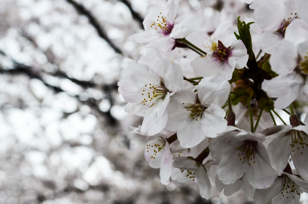 Sakura