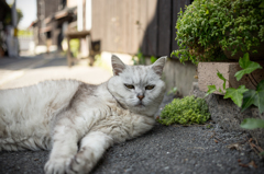 島にゃんこ 3 課長