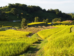 棚田