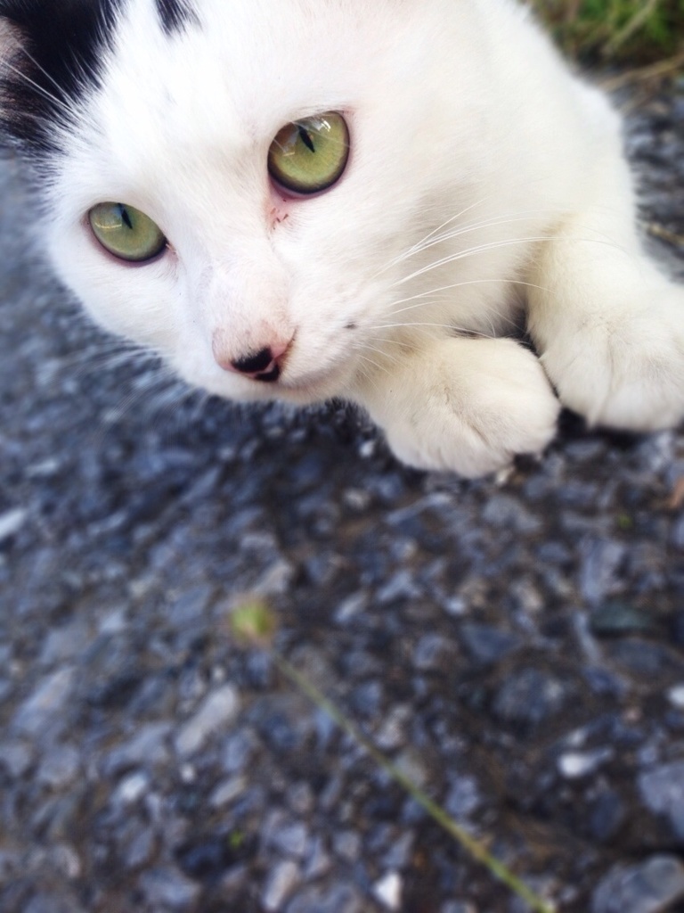 ノラ猫