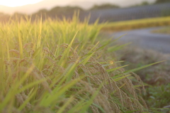 夕暮れの散歩路