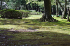 桜のあと