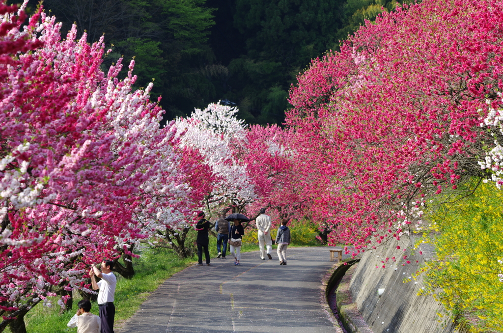 花桃の小径