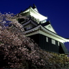 夜桜浜松城