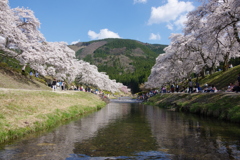 鮎河千本桜