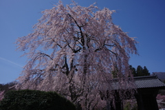 満開～光前寺山門～