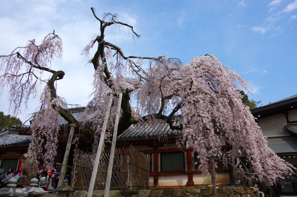 氷室神社のしだれ桜