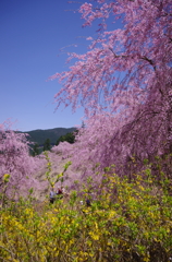 今年初の青空と桜(^^;;