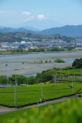 茶畑と大井川と富士山と