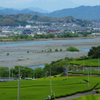 茶畑と大井川と富士山と