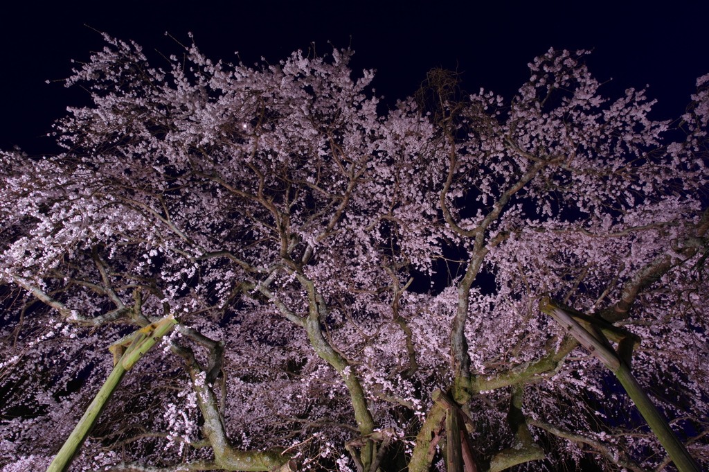 桜 夜の天蓋