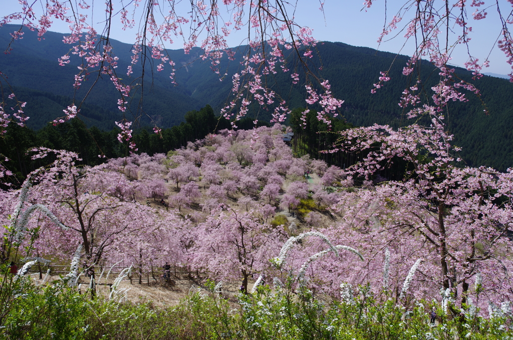 天空の桜源郷