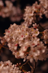 夜桜満開