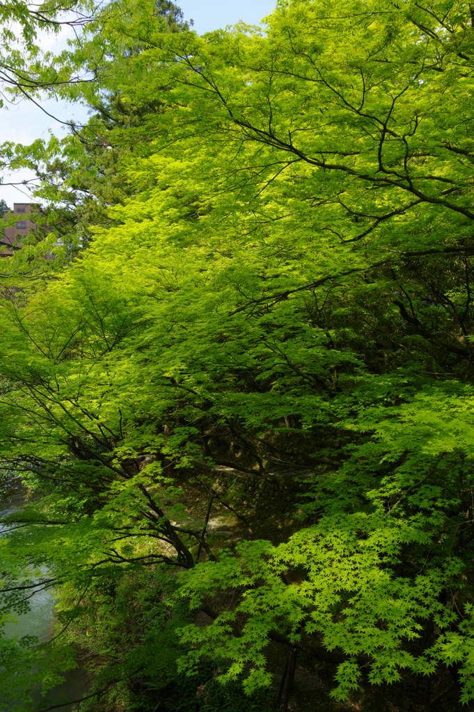 こうろぎ橋の青もみじ