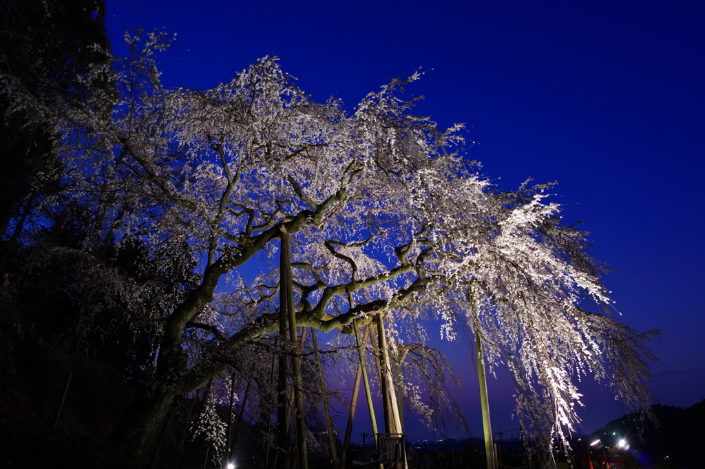 奥山田のしだれ桜2018