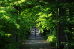 新緑の参道～石薬師寺～