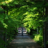 新緑の参道～石薬師寺～