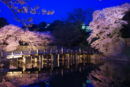 彦根城　夜桜