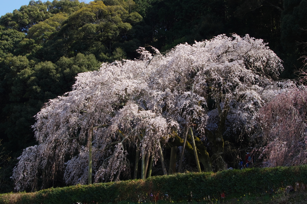 奥山田のしだれ桜　昼の顔