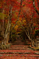 紅葉参道～鶏足寺～