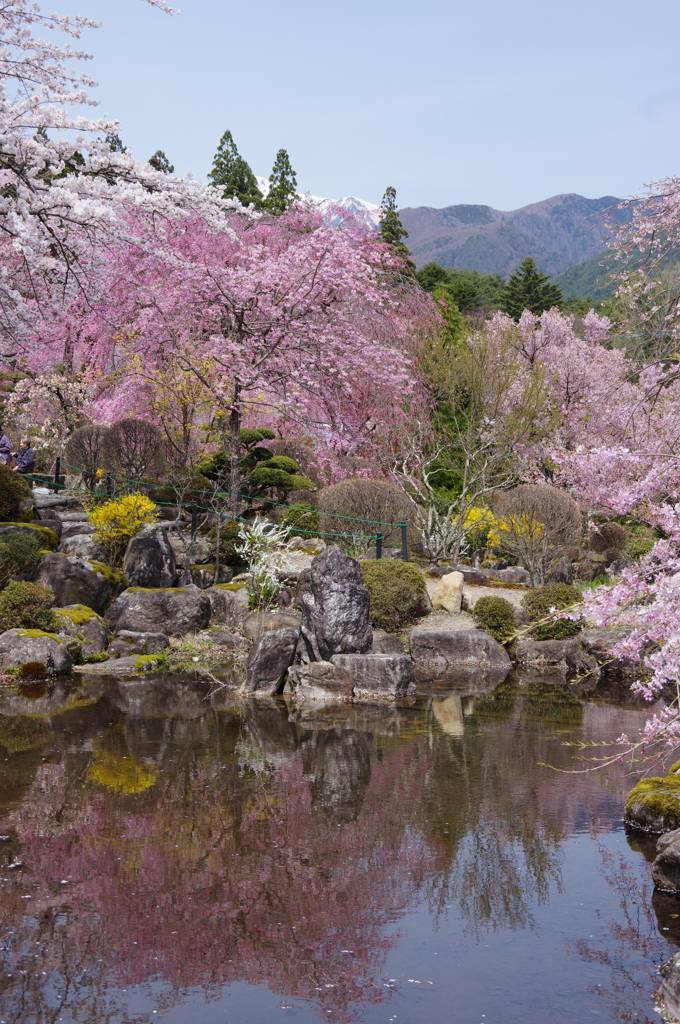 光前寺の桜