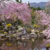 光前寺の桜