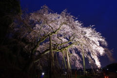 春の嵐 ～奥山田のしだれ桜2017～