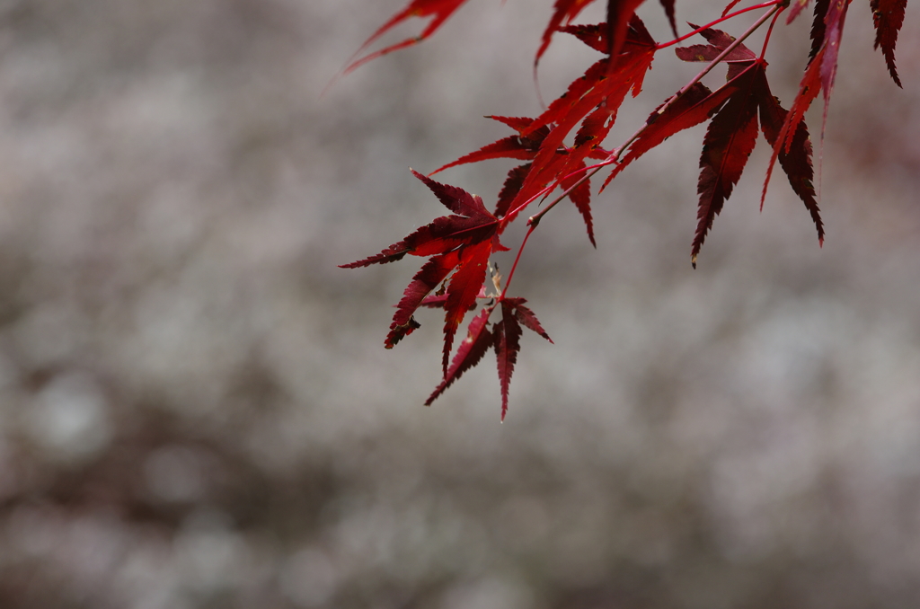 桜をバックに