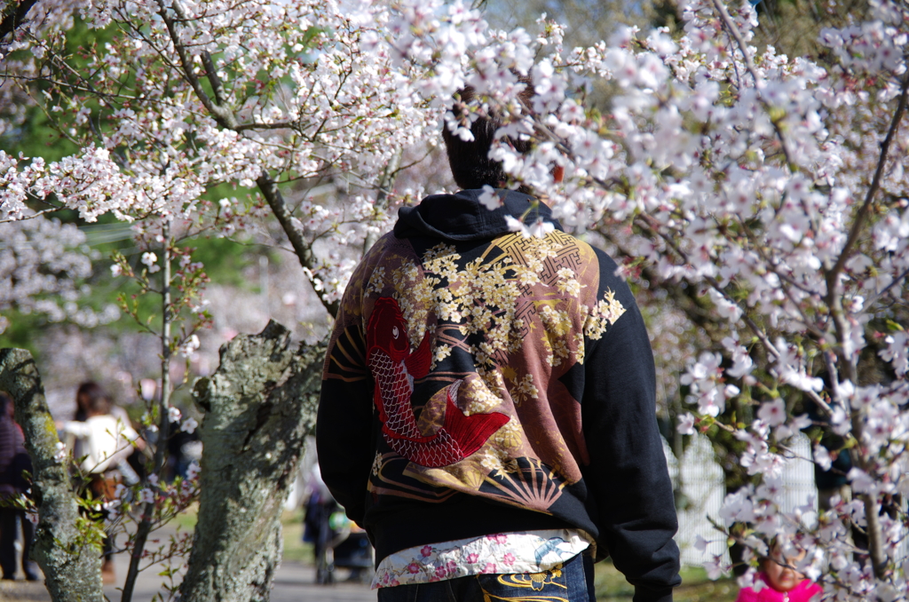 桜と同化する男2014