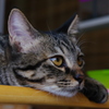 黄昏猫