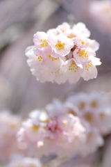 桜花珠
