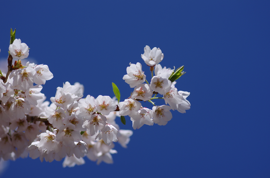 アズマヒガンの花は可憐ですね