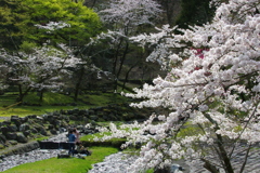 お花見日和