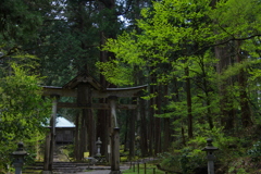 平泉寺白山神社、新緑