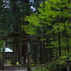 平泉寺白山神社、新緑
