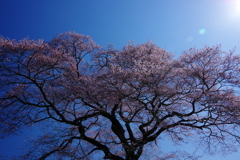 桜 昼の天蓋
