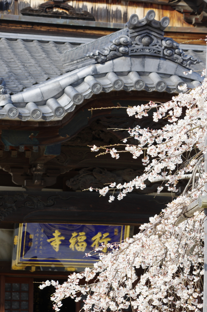 山号額と桜と