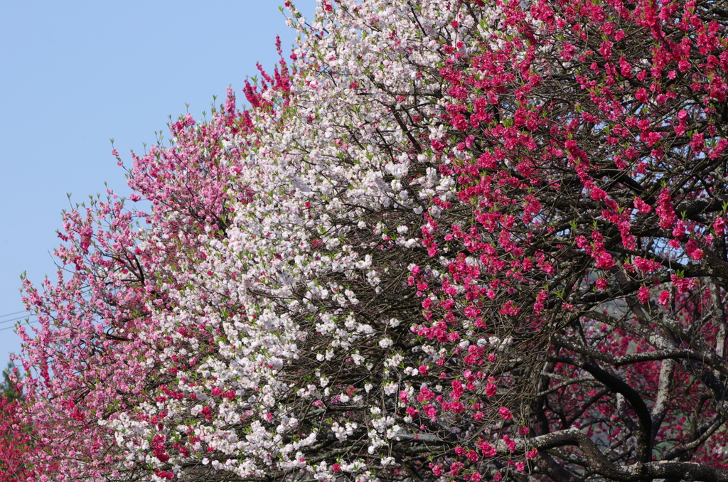 花桃三色