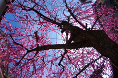 梅花の天蓋