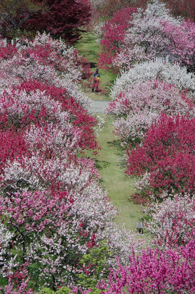 花桃の小径2018