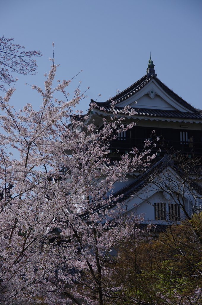 お花見　岡崎城
