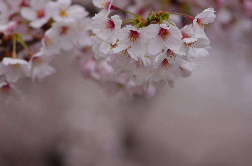 桜色