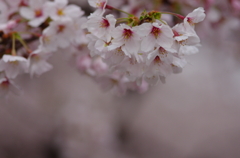 桜色