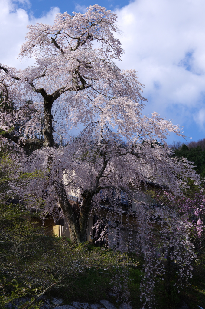 嶺雲寺のしだれ桜(樹齢400年)