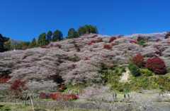 川見四季桜の里