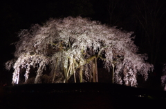 奥山田のしだれ桜 2015