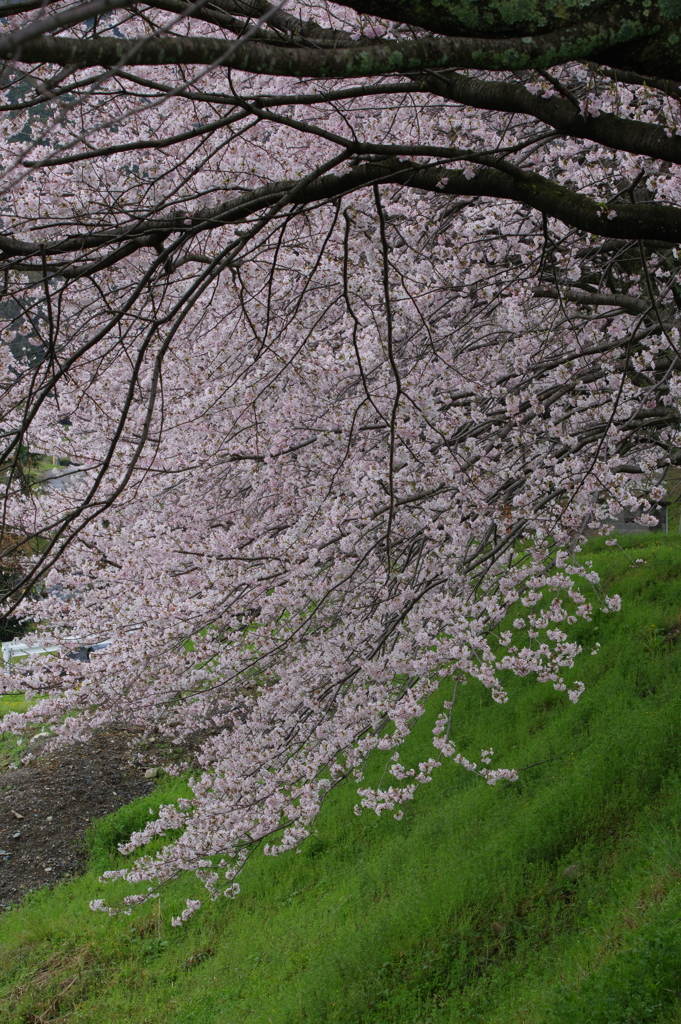 桜雪崩