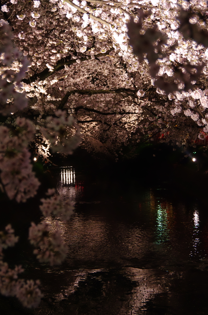 五条川、夜桜