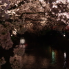 五条川、夜桜